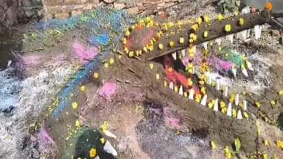 This unique society worships crocodile