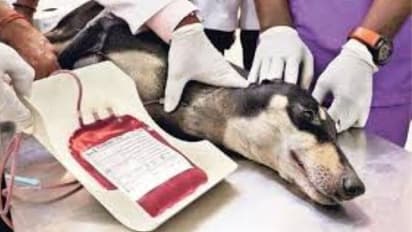 donating blood saving lives