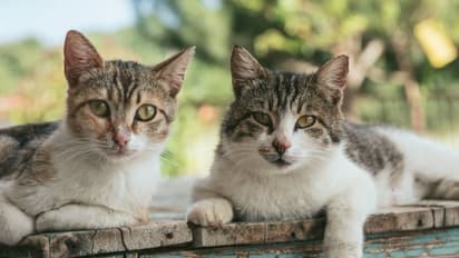 pet cats bird flu virus