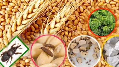 home tips and tricks store wheat