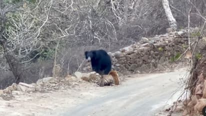 Video viral of tiger and bear in Ranthambore