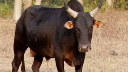 Tragic road accident in Jalore