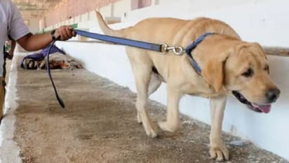 एक पालतू कुत्ते ने अपनी जान देकर पूरे परिवार की जान बचाई है।