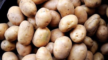 बिहार में आलू की कीमत में गिरावट