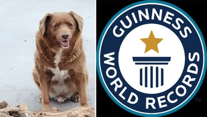 oldest dog world record bobi