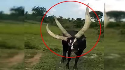 teen seengh wala saand