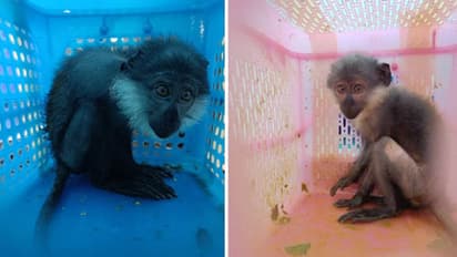 rare creatures found in checkin baggage