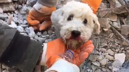 miracle dog alive even after buried in rubble