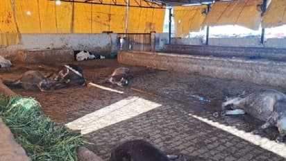 45 cows killed in haryana by giving poison