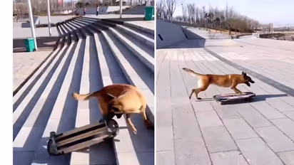 dog skatingboard viral video