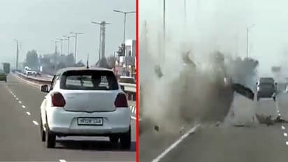 highway cat stunt accident