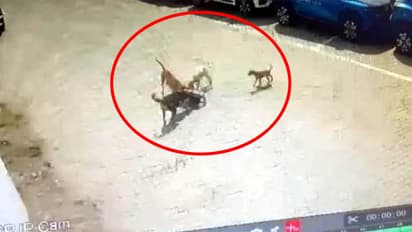 dogs killed 5 year old