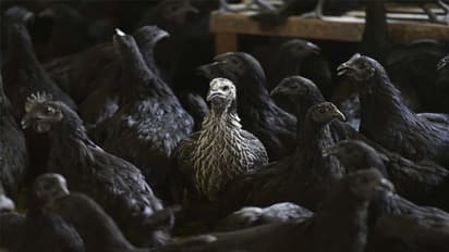 Ranchi bird flu