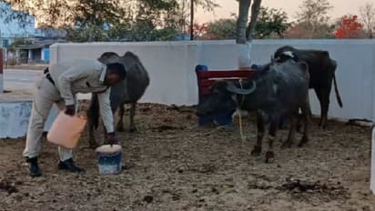 raipur news duty of policeman to provide water to buffaloes after rescued from smugglers