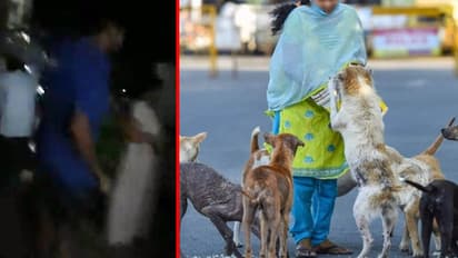 street dogs feeding noida assault