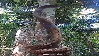 Giant snake climbing tree