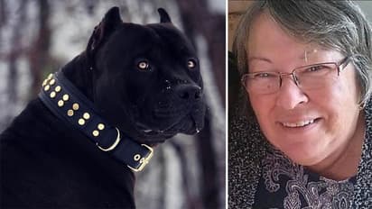 pitbull kills woman spain