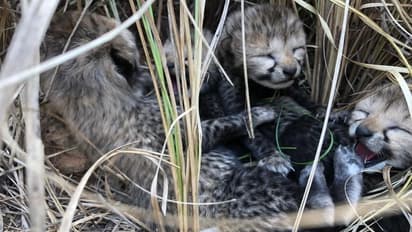 Namibian cheetah gives birth