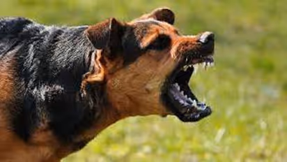 Ambikapur news eight dogs attacked and dragged on road to 5 year old girl died