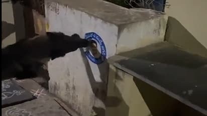 Dog Tearing Down Jagan Reddy Poster 