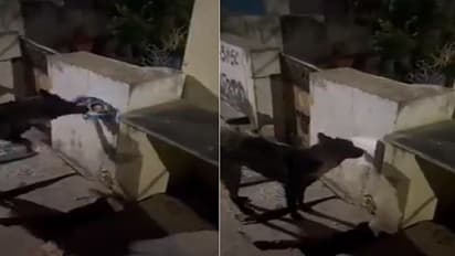a dog tore a poster of andhra pradesh cm jagan mohan reddy