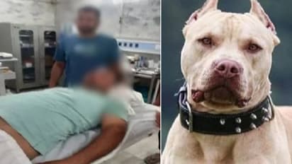 karnal news pitbull dog chewed off young man private part