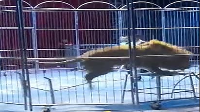 LIONS ESCAPED FROM CIRCUS