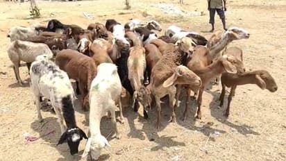 Sheep demand increased in Karnataka
