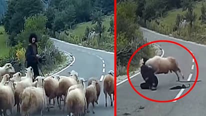 sheep almost killed lady