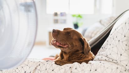 How to take care of pet dogs during summer