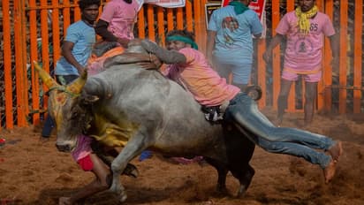 Jallikattu