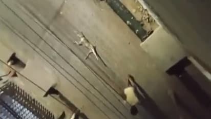 Street dog beaten to death by a man and dragged with a rope