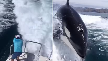 shocking whale video