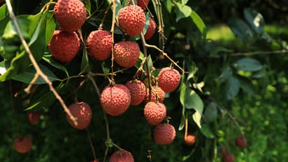 Lychee benefits for Health