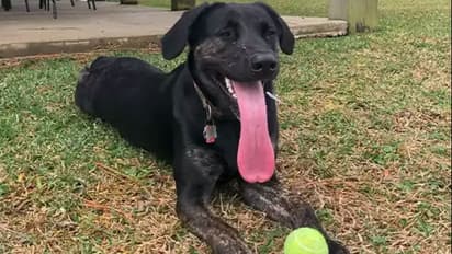 Dog with longest tongue