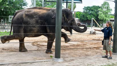 Houston Zoo Elephants Yoga