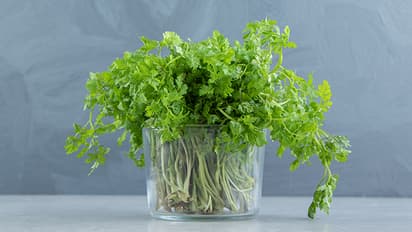 Coriander At Home