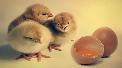egg came first or hen