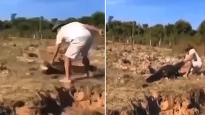 messing up with aligator goes wrong