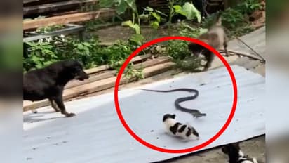 snake vs group of dog