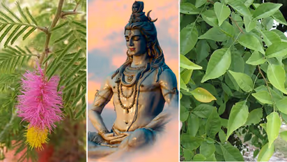 5 plants Must plant in your garden in sawan