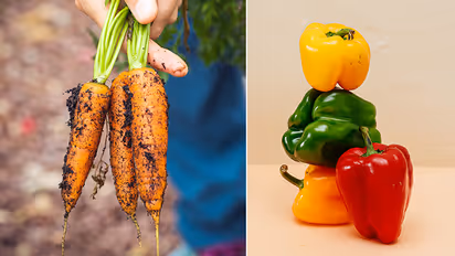 Vegetables Grow In Your Terrace