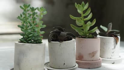 8 plants Bring home on Janmashtami