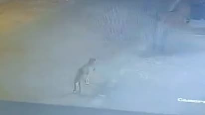 Leopard in Bengaluru