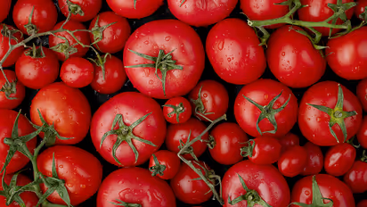 Israel-innovation-on-tomatoes