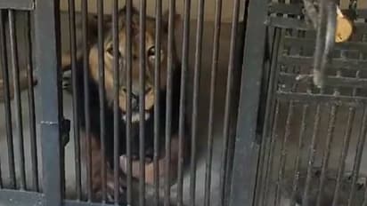 A man from Alwar Rajasthan Jumped in Lion Enclosure