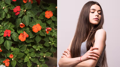 four-house-plants-that-can-help-in-hair-growth