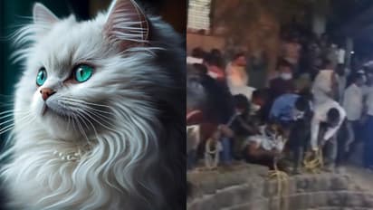 CAT MAHARASTHRA