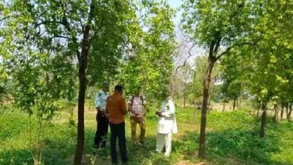 sandalwood cultivation