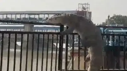 UP Bulandshahr Crocodile